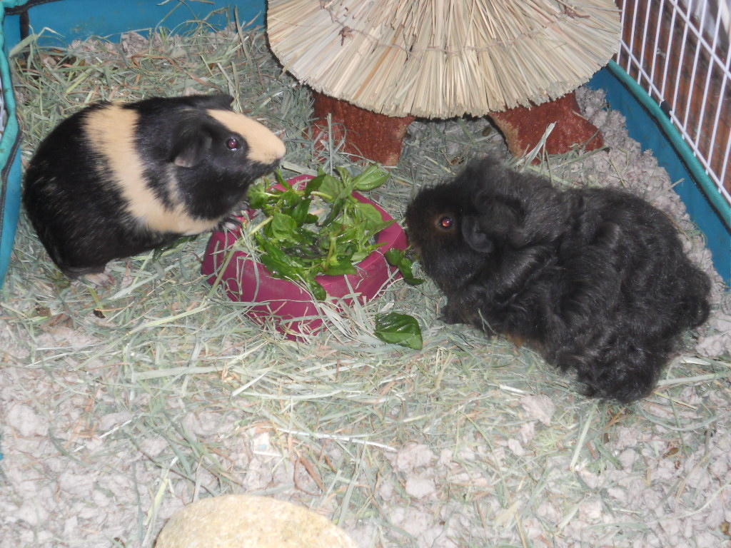 Cavy Savvy A Guinea Pig Blog Can Guinea Pig Eat Basil?