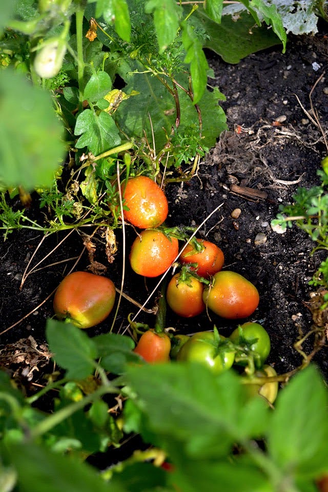 Summer bounty Tomatoes