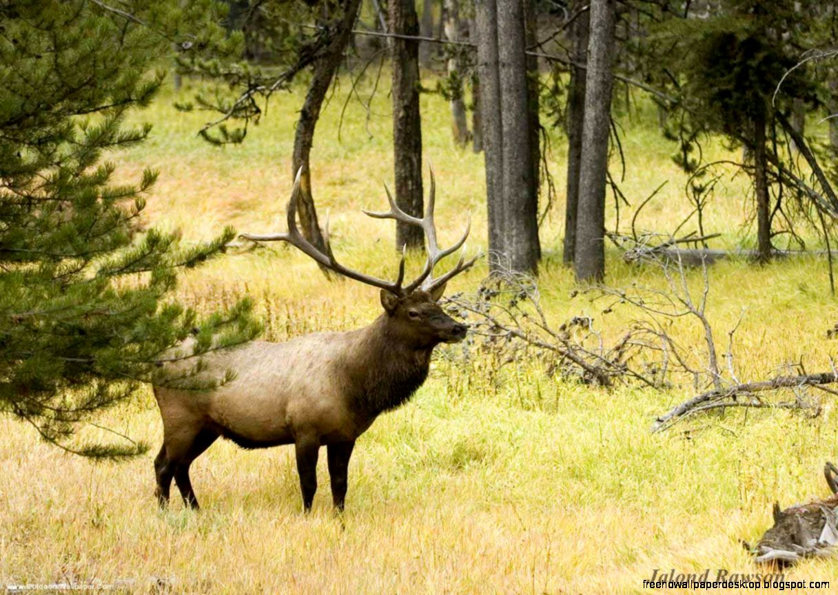 Free Bull Elk Wallpaper Desktop