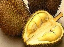 Kandungan Manfaat Dan Khasiat Buah Durian Bagi Kesehatan