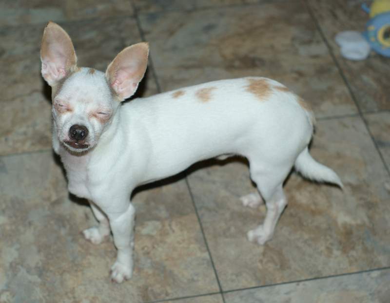 The Charming chi Yes, You Can Have Your Chihuahua Wearing Clothes! And