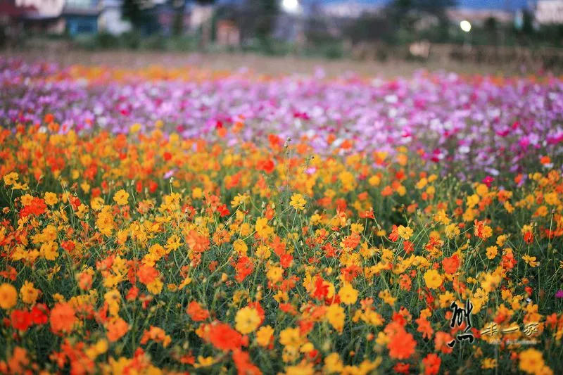 佳園路波斯菊花海
