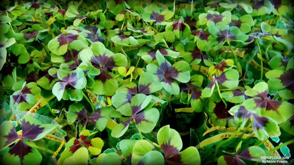 Meu Cantinho Verde TREVODEQUATROFOLHAS ( Oxalis tetraphylla ) Meu Cantinho Verde TREVODEQUATROFOLHAS ( Oxalis tetraphylla )