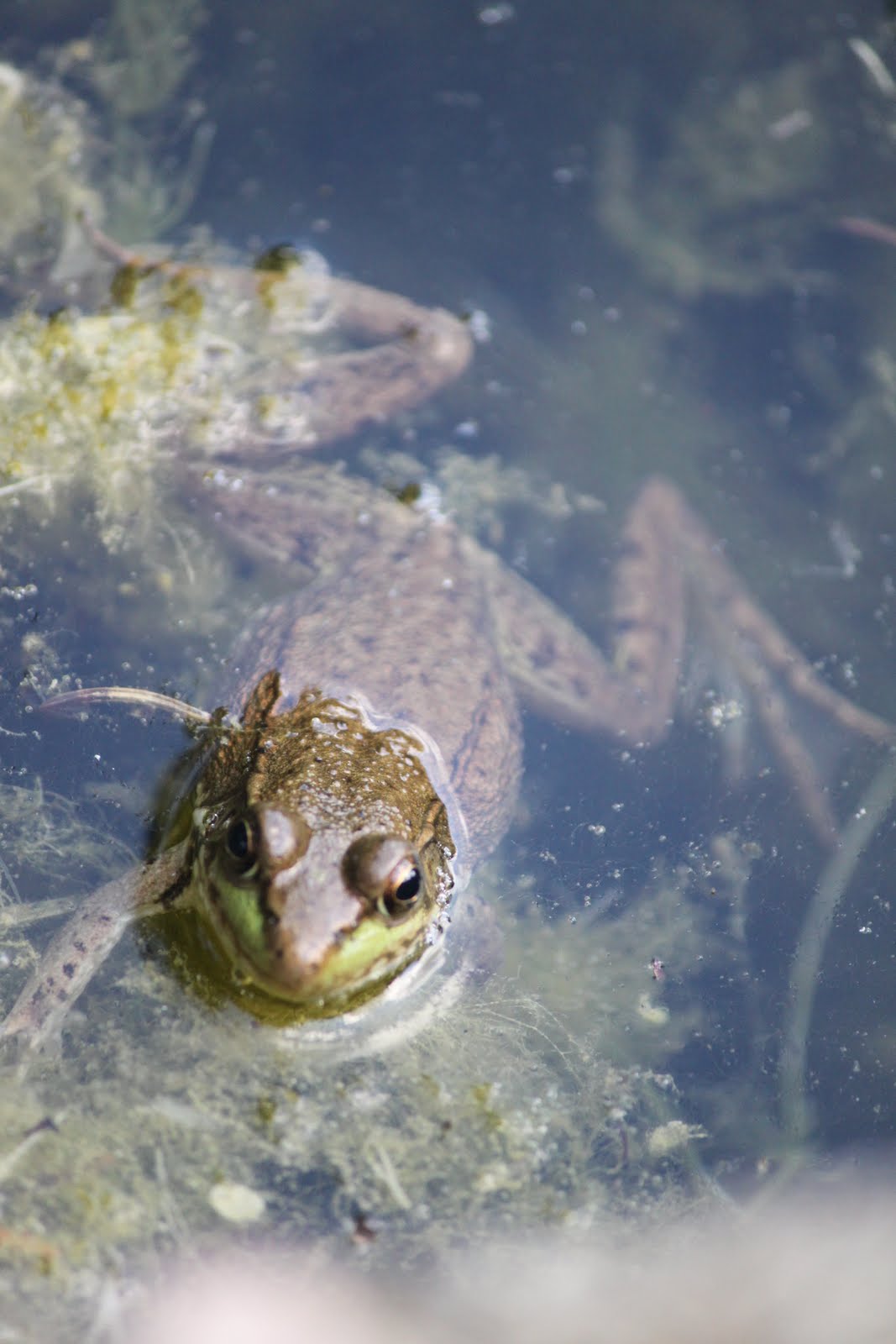 Butler Photography: Frogs