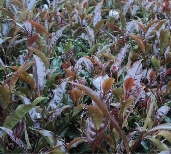 Growing Kenyan Fields of Purple Tea Leaves