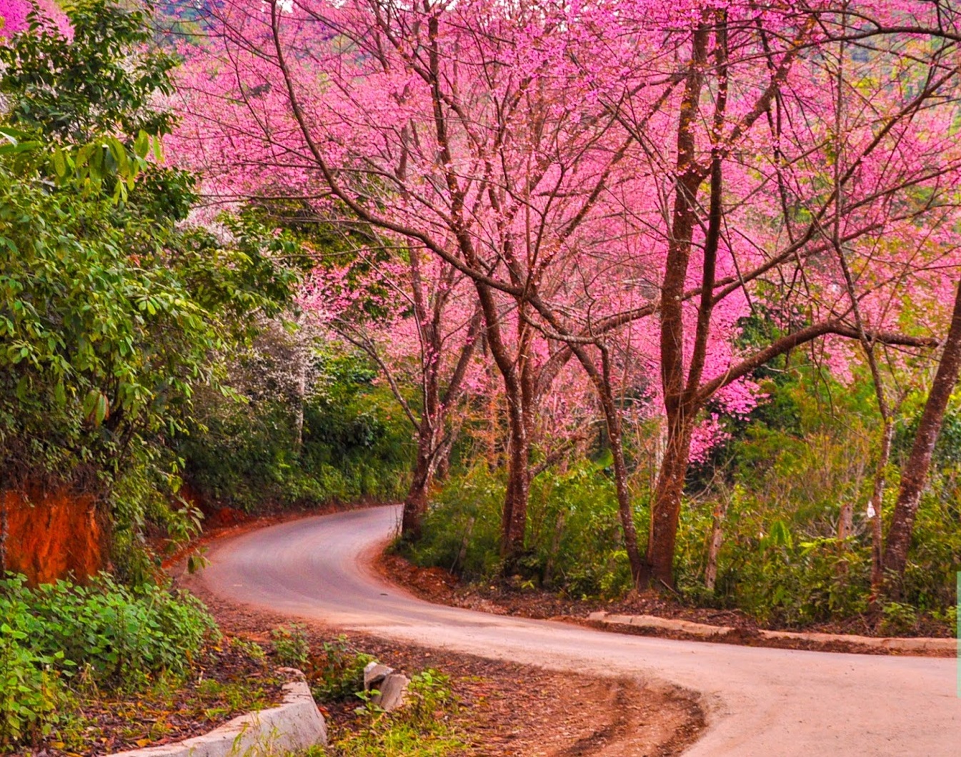 花旗木。三月盛開的泰國櫻花｜南投集集私房景點 – 瑪格。圖寫生活