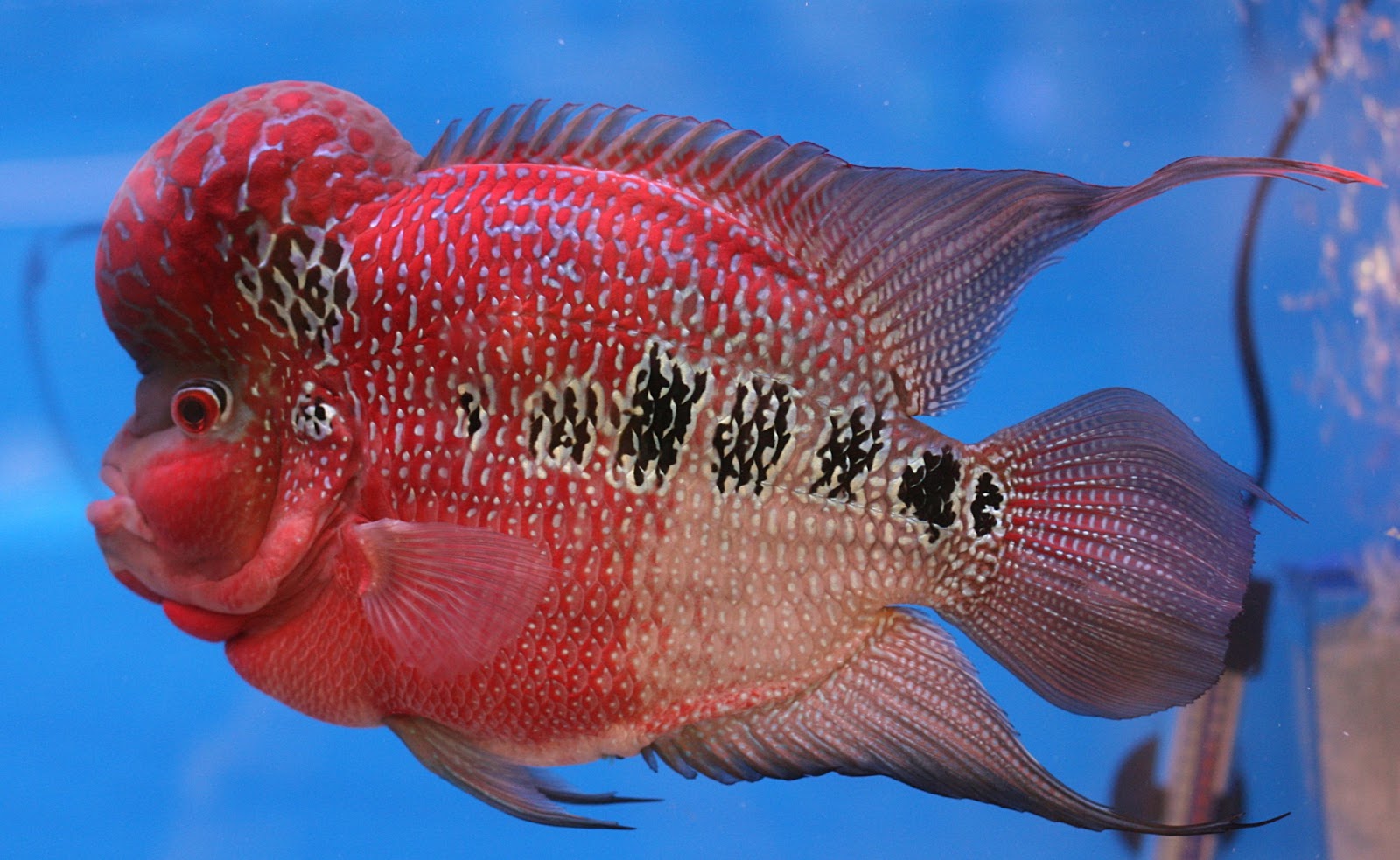 Best Care An Opportunity Of Red Dragon Flowerhorn Meta Content Best Care An Opportunity Of Red Dragon Flowerhorn Dari Blog Flowerhorn Fish Blog By The Title Best Care An Opportunity Of Red Dragon