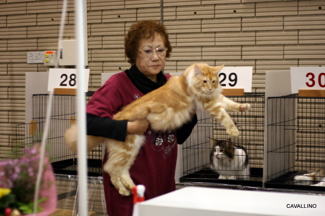 Cavallino 猫 ねこ ネコ バロンのキャットショーレポート バンザイ