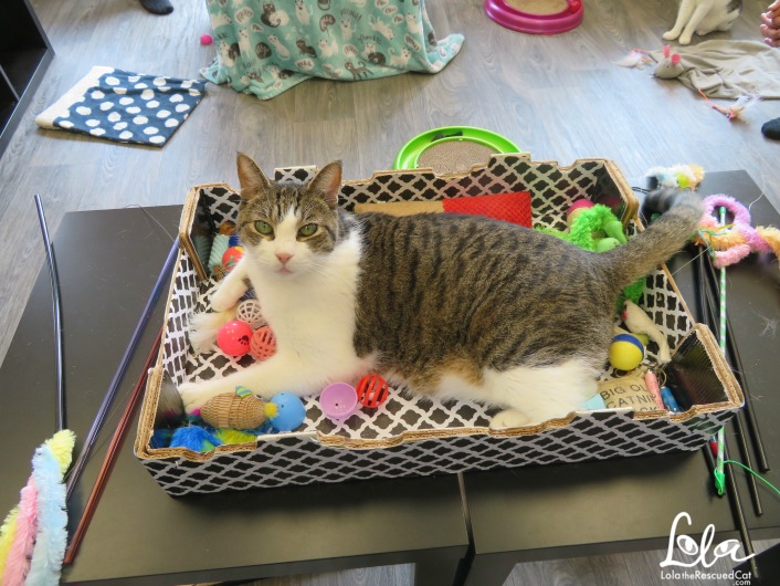 rahway kitty hall|cat cafe|lola on the road
