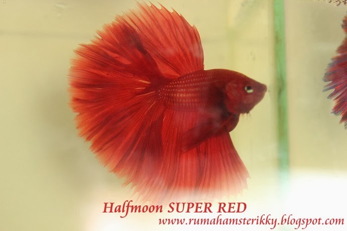 Peternakan Hamster Sugarglider Dan Tikus Putih Jual Ikan Cupang Halfmoon Super Red Betta Full Red