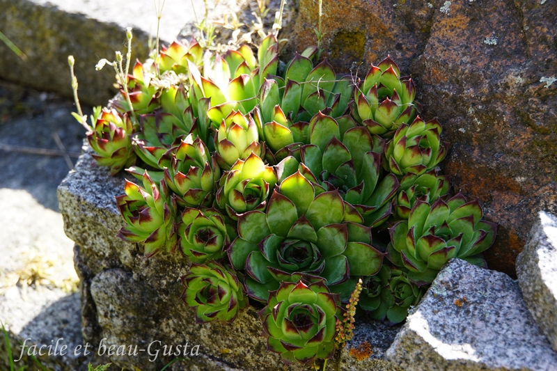facile et beau - Gusta: Garten Allerlei im Juni