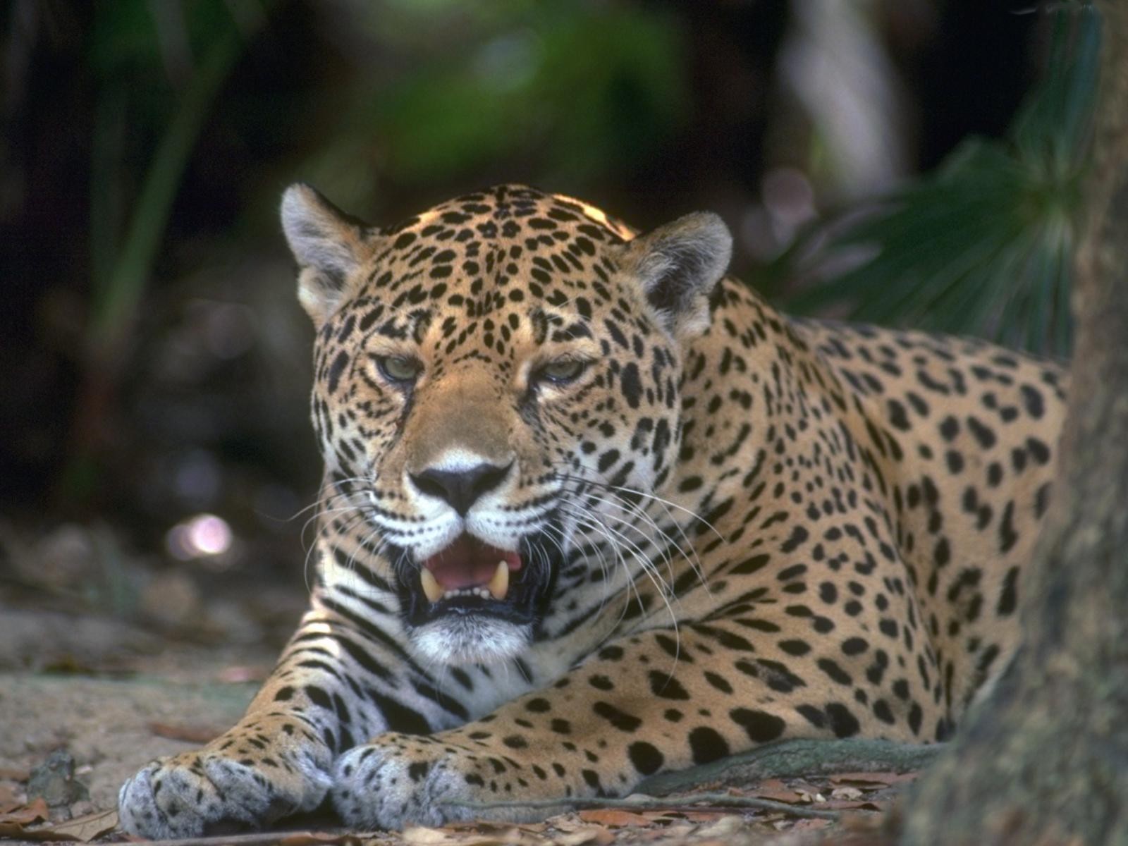 Животные азербайджана Животные азербайджана