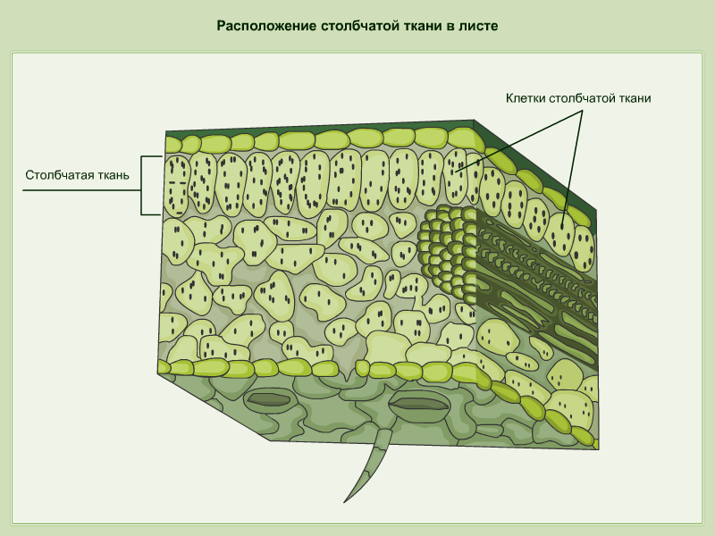 Клетки покрыты плотной. Строение эпидермы листа. Строение эпидермиса листа растения. Эпидермис листа строение рисунок. Строение клетки эпидермиса листа.
