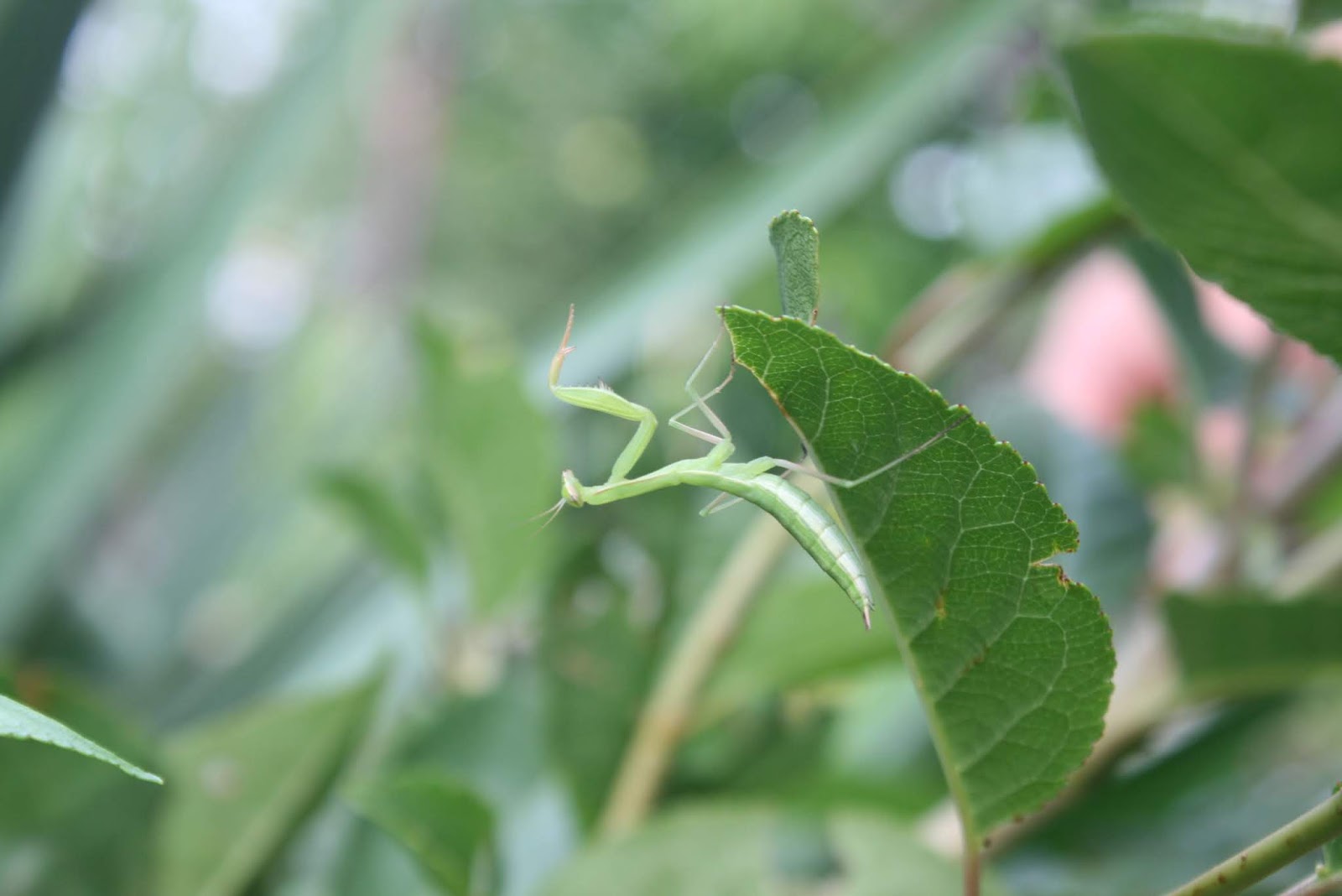 Roger Brook The No Dig Gardener Hard And Soft Growth