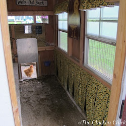 coop chicken bedding sand chickens litter chick run superstar clean coops backyard keeping wood dry straw inside stall horse shavings