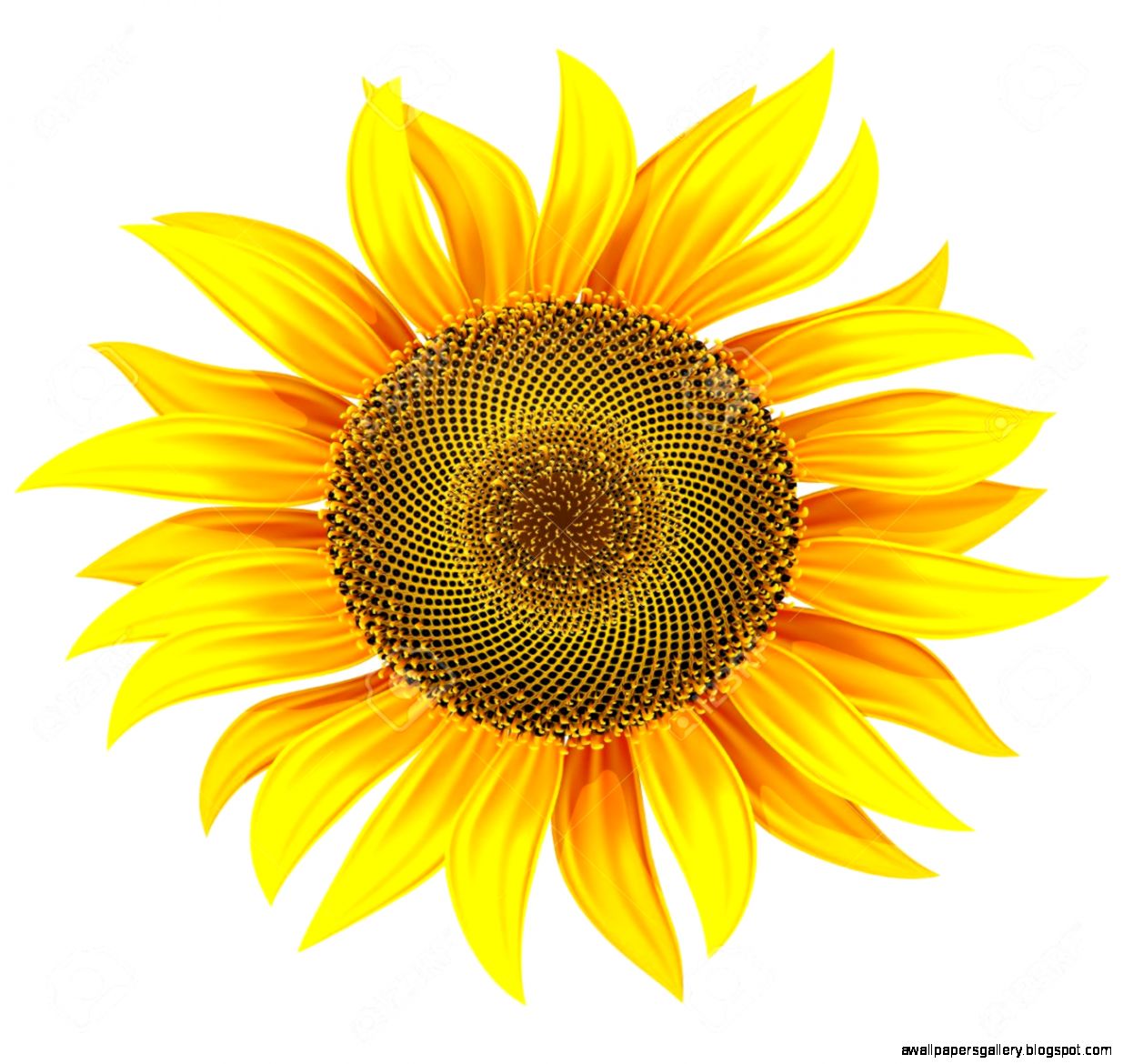 Sunflower Illustration | Wallpapers Gallery