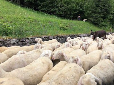 La Transumanza - annual flock migration in Valcanale.