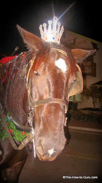 horse and carriage tours carriage tours