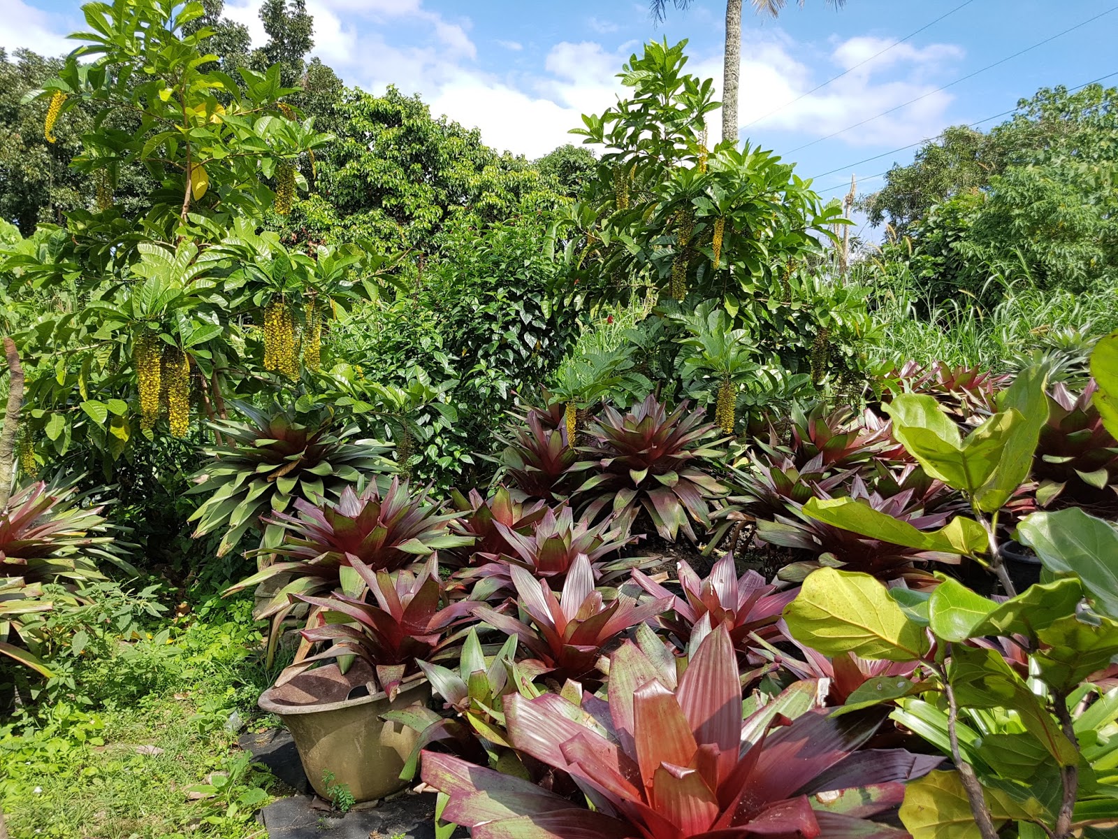 SHARING THE BEST OF THE PHILIPPINES Amazing Ornamental Plants in Tagaytay
