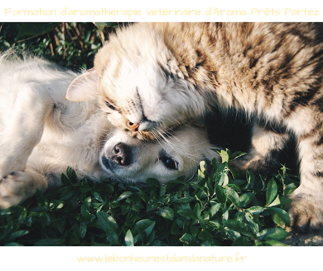 formation aromatherapie veterinaire animaux naturopathie animale