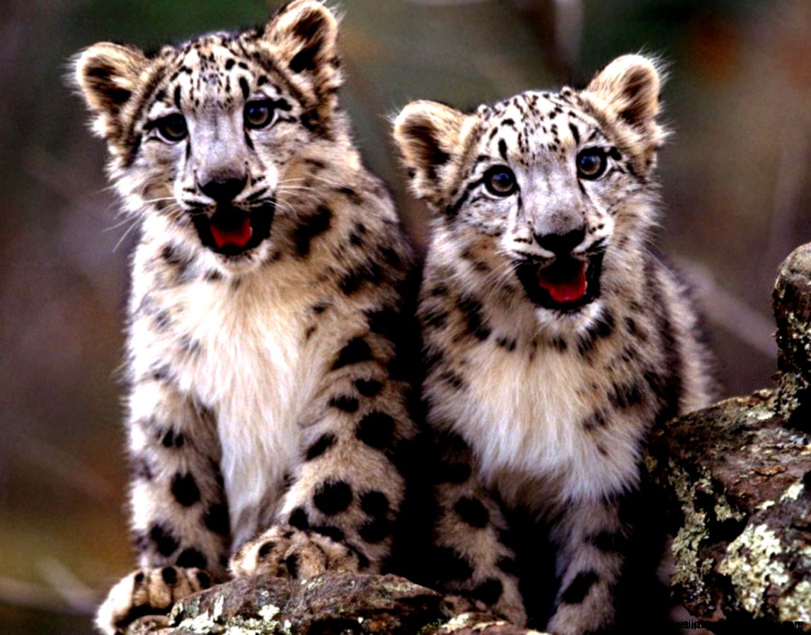 Dead Snow Leopard Pictures Wallpaper  Best Wallpaper Background
