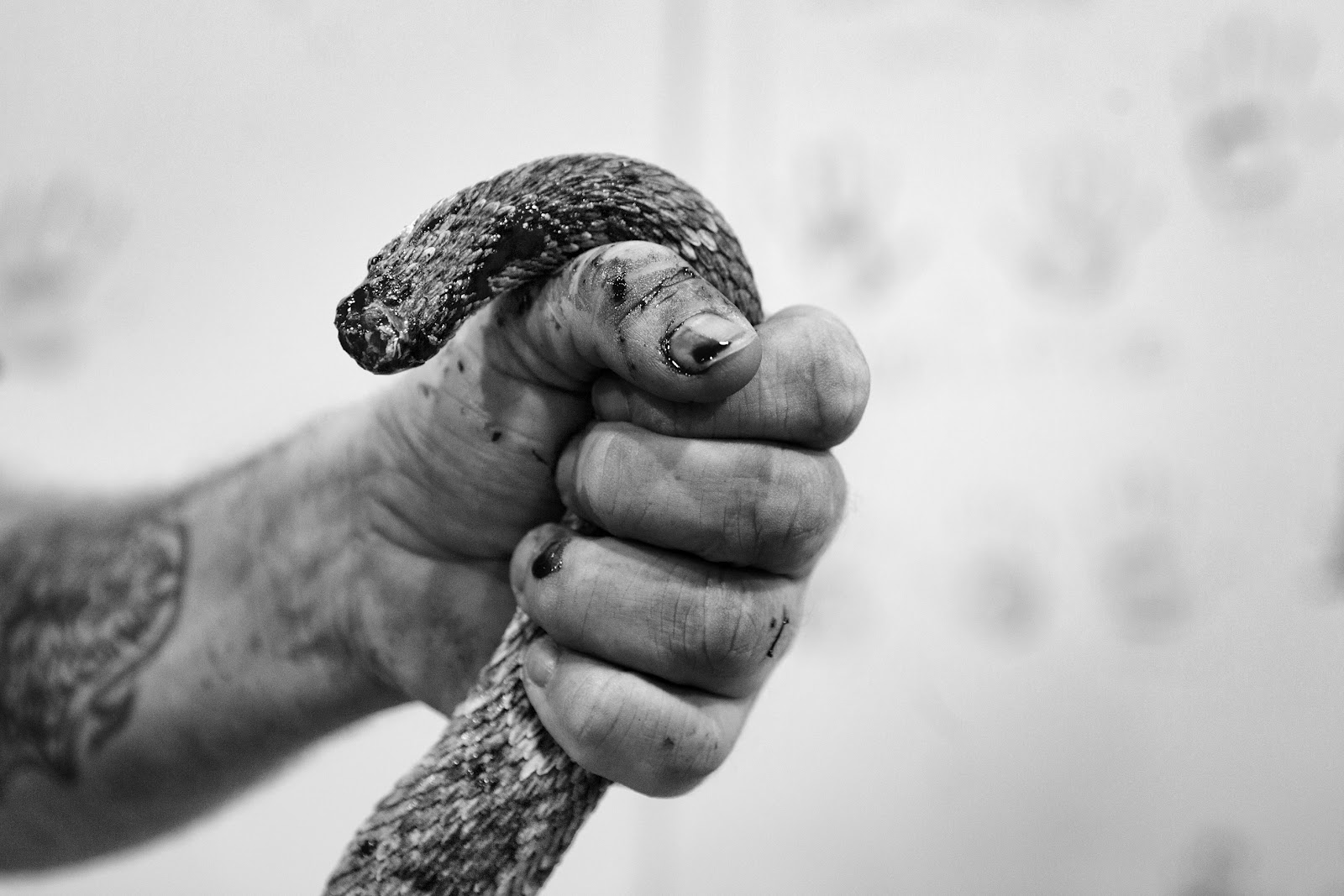 snapshots Rattled and dumb...