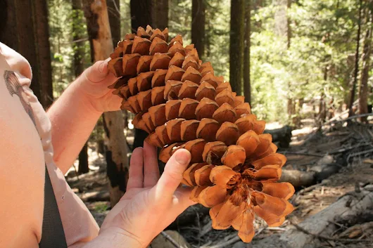 A Great Big Adventure!