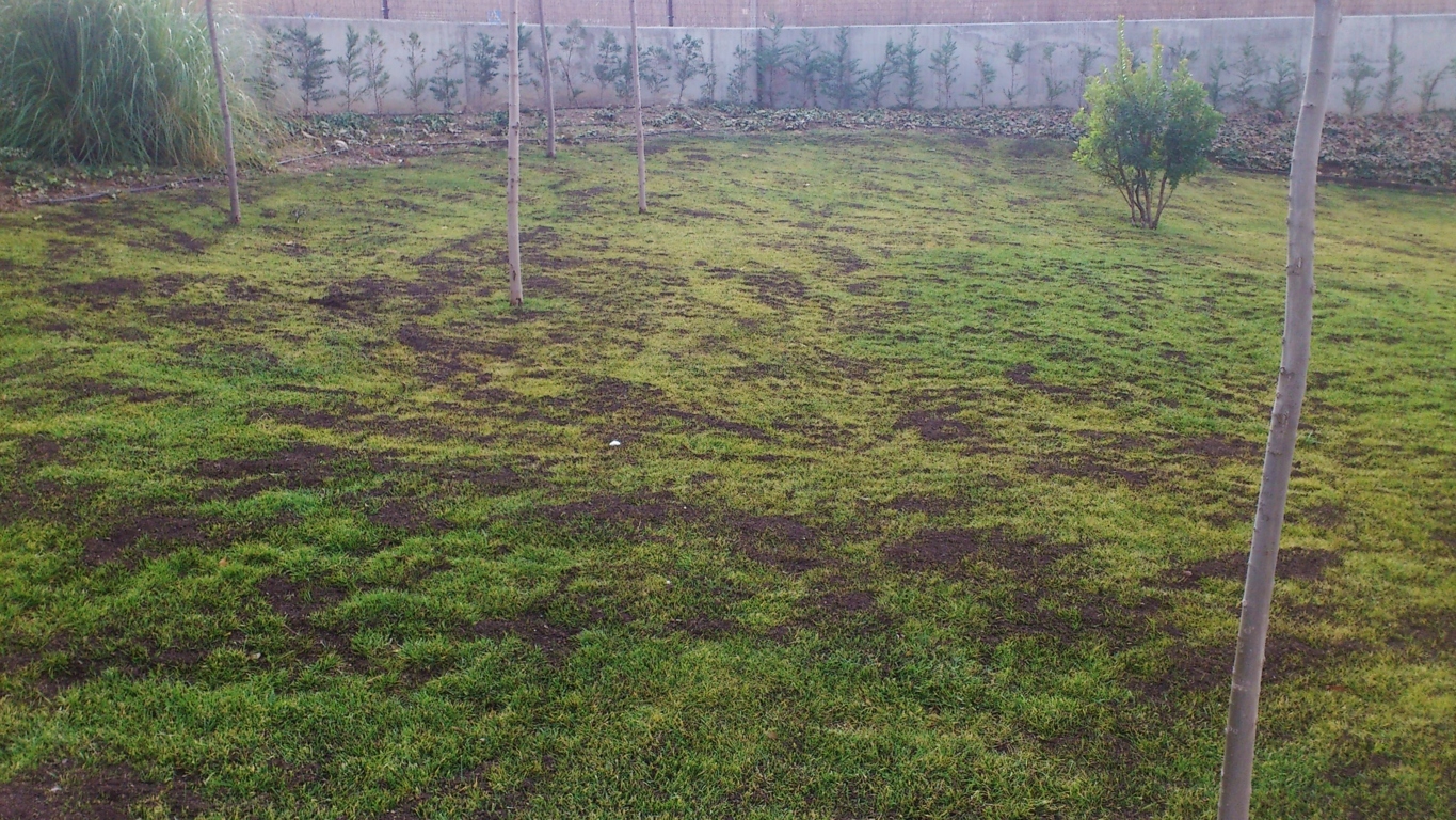 Foro de opinion, noticias y entretenimiento - CESPED NATURAL O