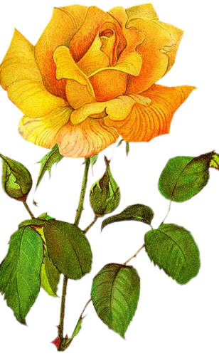ForgetMeNot: yellow roses