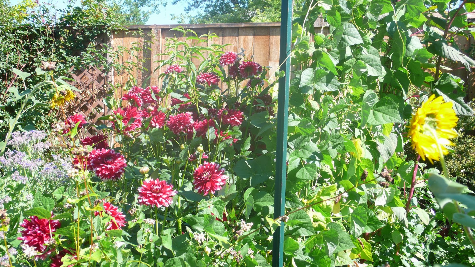 Big Yields Winter Dahlia Storage