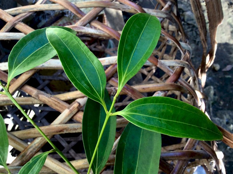 Cinnamon bisaya deadhungry