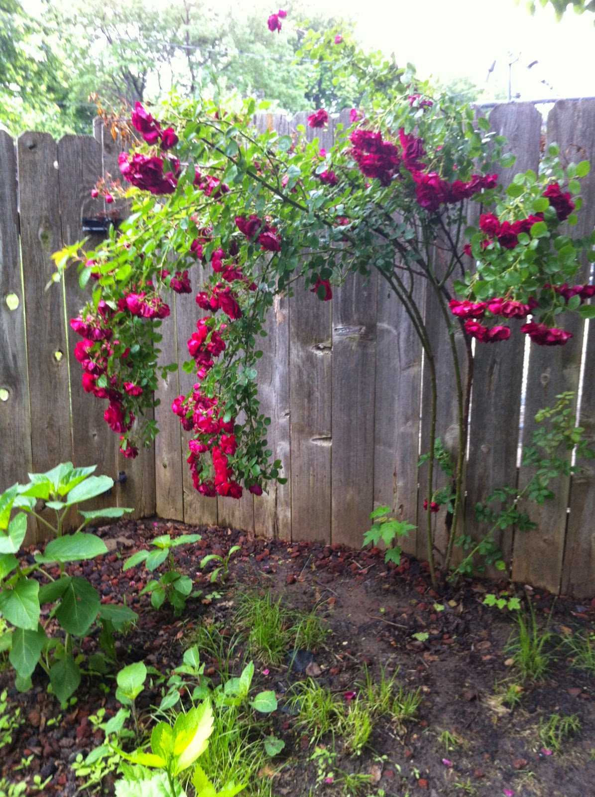 marylourambles Droopy Roses