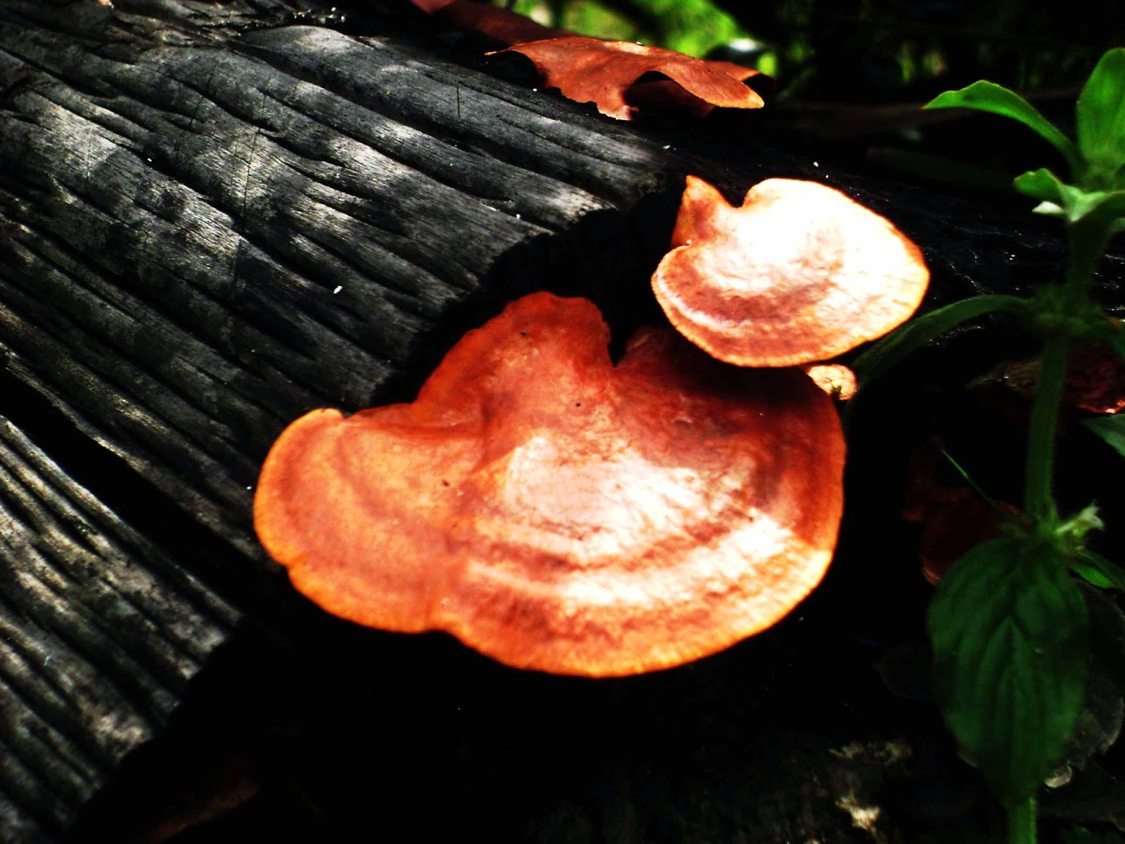Standard Note: Economical importance of Fungi