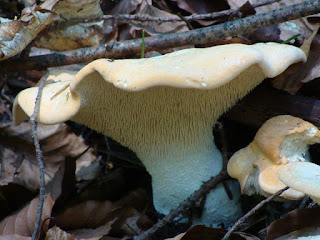 Hydnum repandum DSC44651