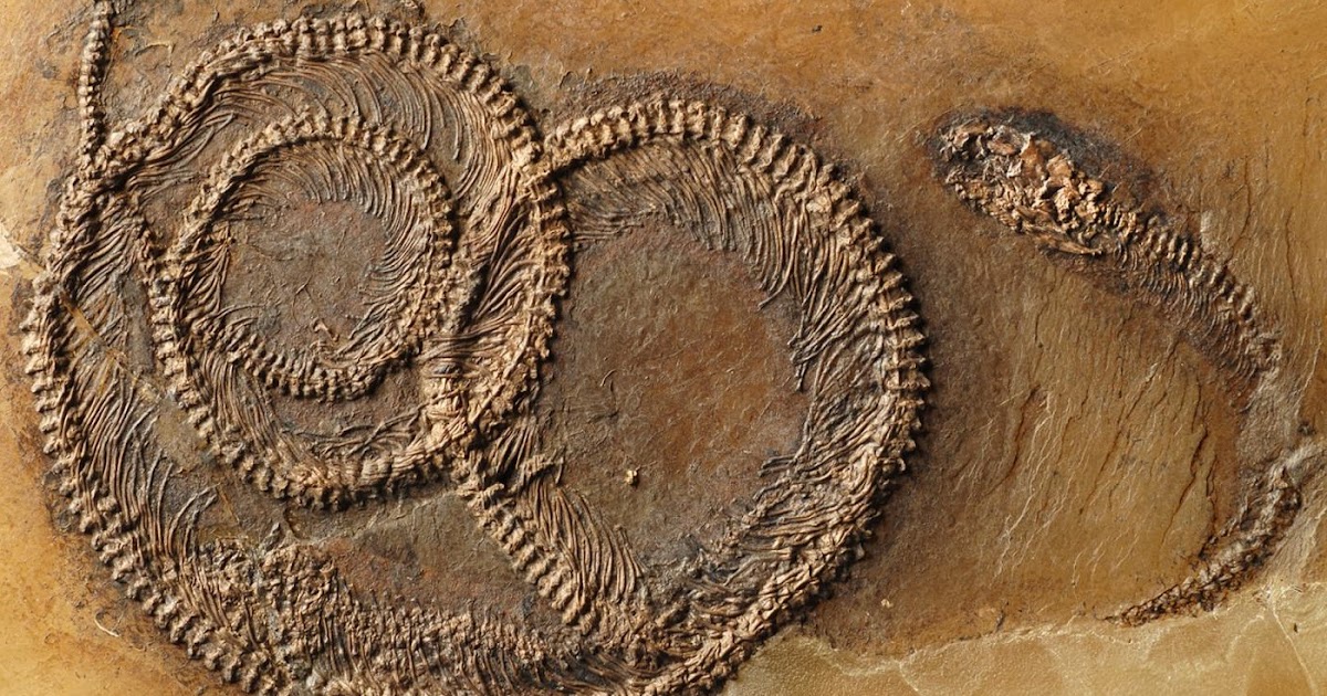 Species New to Science: [Paleontology • 2016] Fossil Snake ...