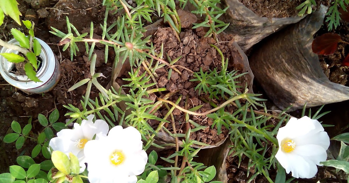 Foto Bunga  Krokot  Putih dan Bunga  Kuning Mekar  Katabah 