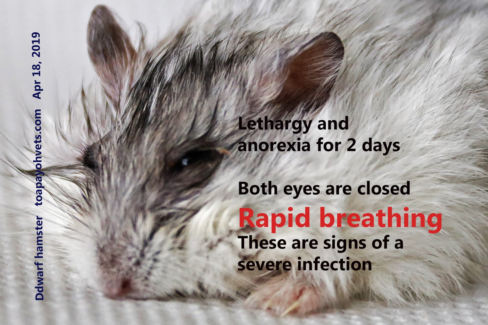 Veterinary, Photography and Travel Stories for vet students and pet