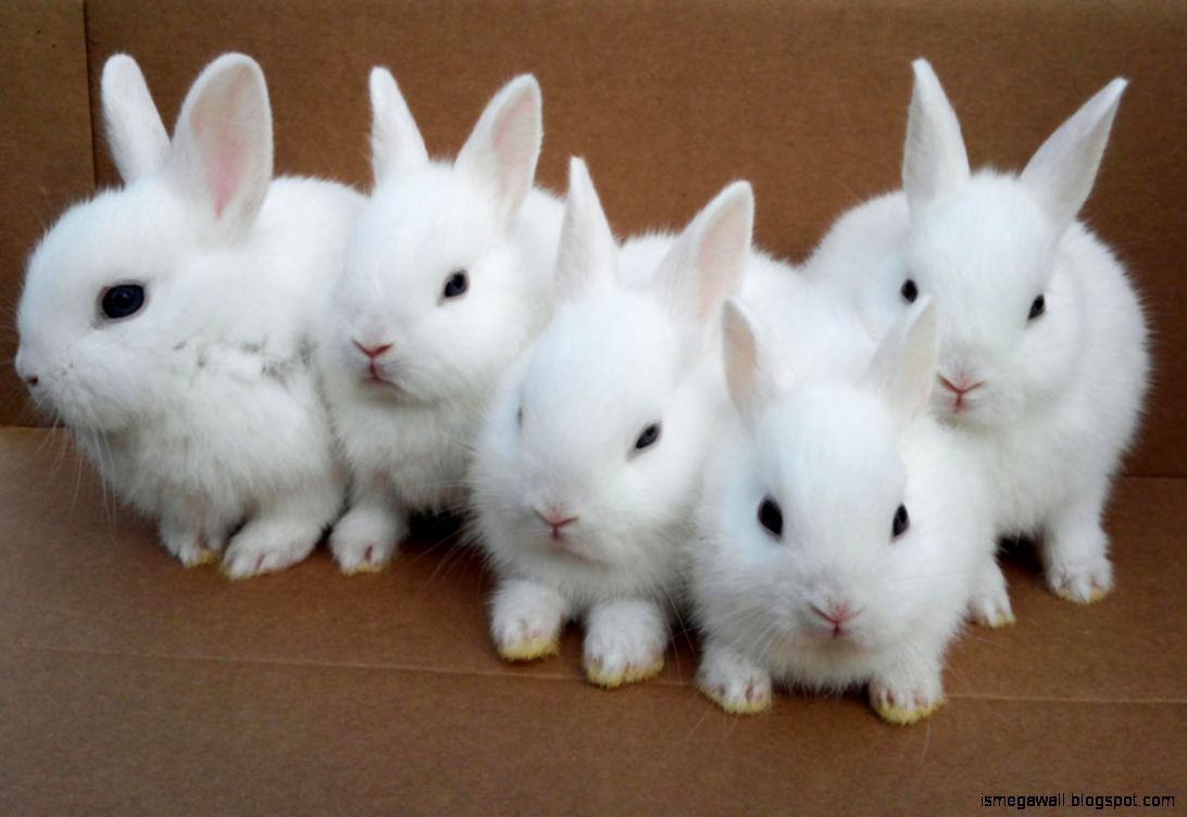 White Bunny Pictures Mega Wallpapers