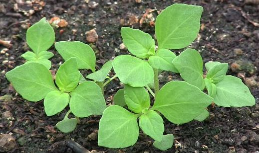 Holy Basil
