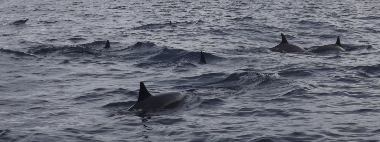 Donnelly Oceantics: MAUI 2013 - WHALES and FISH