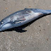  Investigan muerte misteriosa de delfines