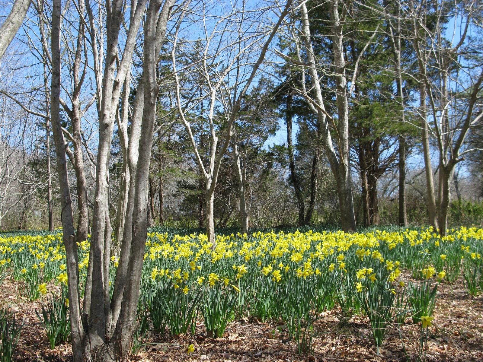 Prince Snow Farm The Daffodil Fields