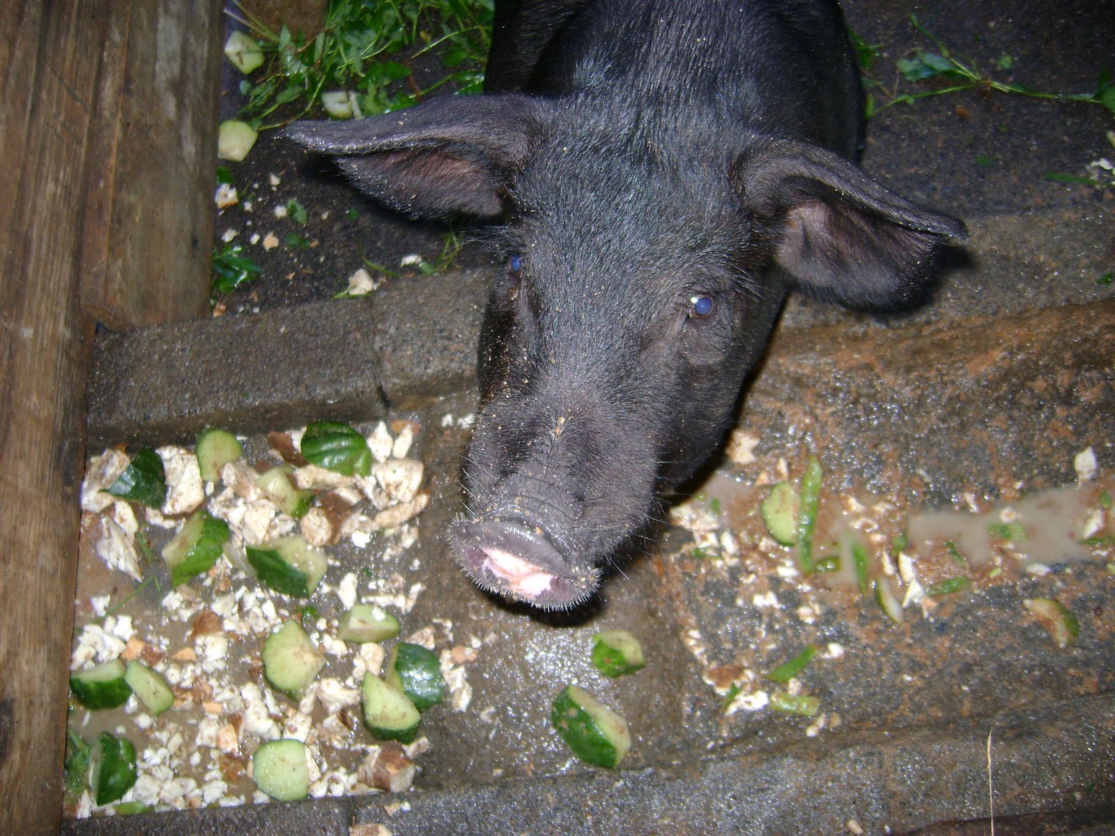 Resultado de imagem para lavagem de porco