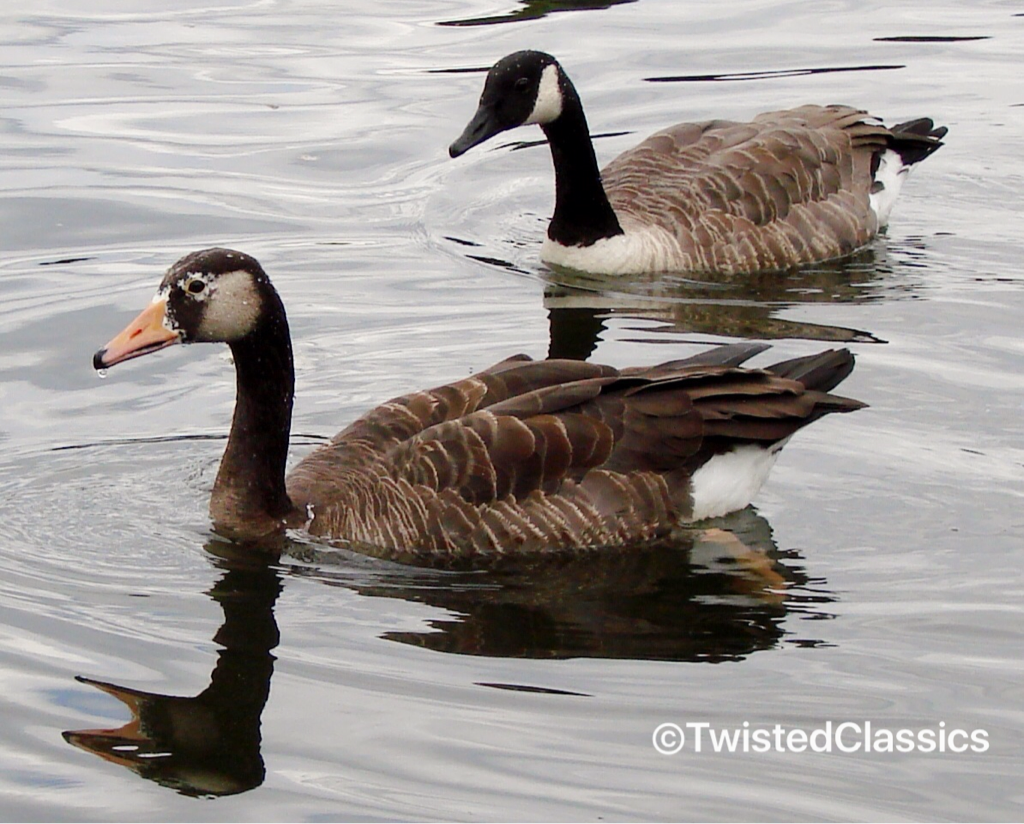 Birds and wildlife Pretty hybrid Canada/Greylag goose