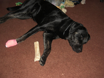 Picture of Rudy laying down sleeping - his paw is in the bandage