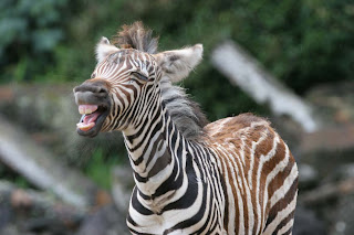baby+Zebra+zebra+baby+Endangered+animal+species+protection+conservation+Found+in+Kenya+Uganda+South+Africa+Tanzania+babies+of+dangerous+beautiful+animal+attacks%20picture.jpg