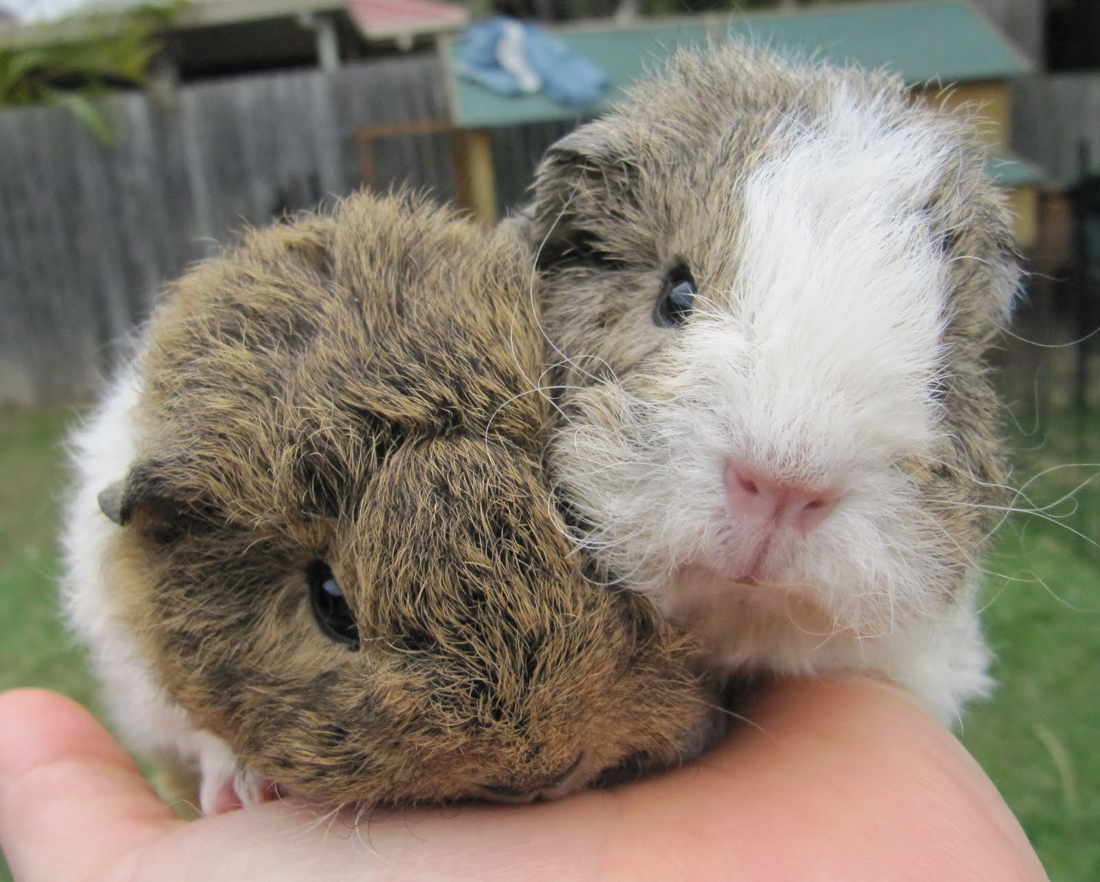 All Things Guinea Pig Baby updates Curly Girls! All Things Guinea Pig Baby updates Curly Girls!