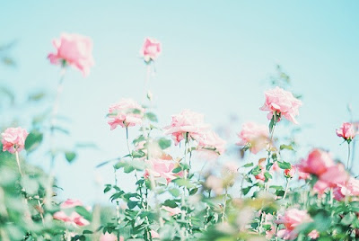 Rosas rosadas en el campo