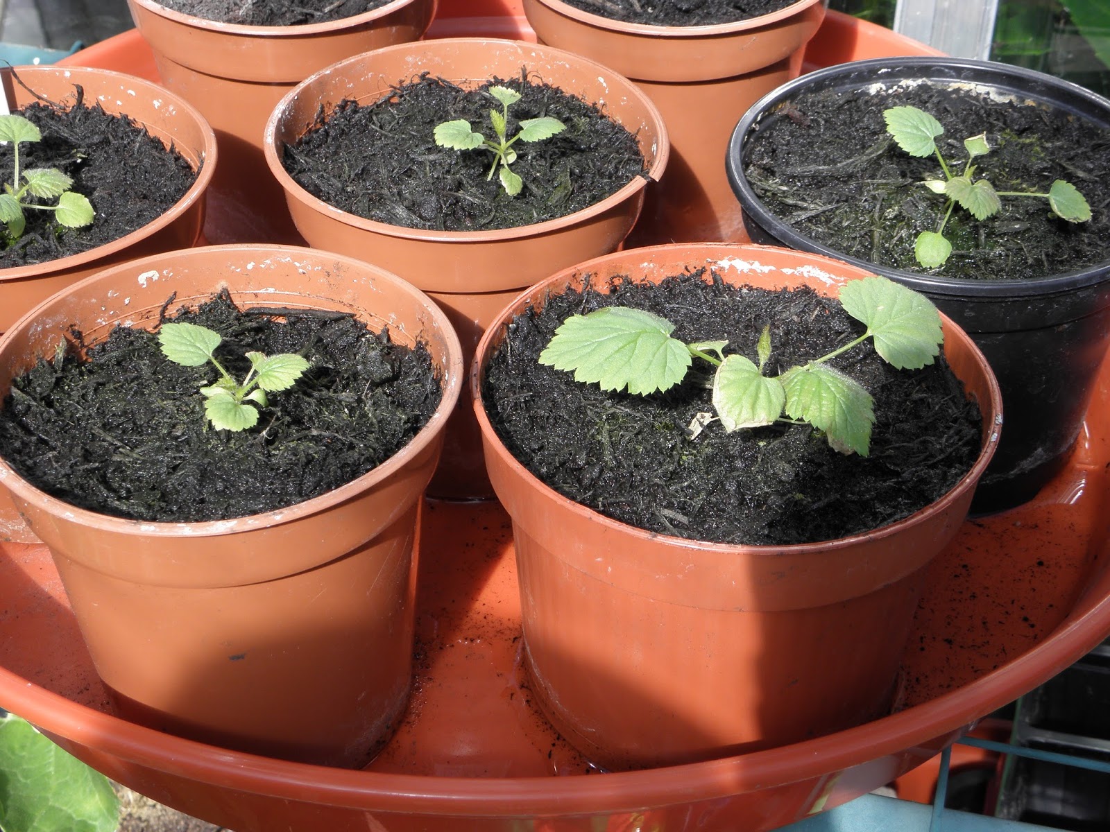 Raspberry seeds to plant
