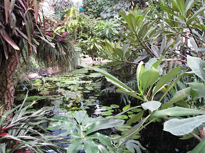 Palms and water in a hothouse